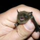 Illustration for article titled How synthetic biology could save bats (and the world)